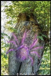 Hairy squat lobster on a tree (a mistaken identity of a g... by Michal Štros 